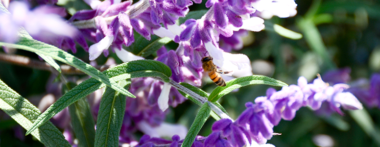 Emiliana-flower-wasp